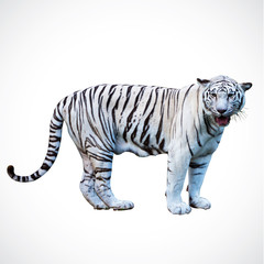 white tiger big, in zoo at thailand.