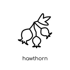 Hawthorn icon. Trendy modern flat linear vector Hawthorn icon on white background from thin line nature collection