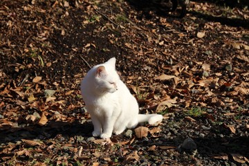 子猫, 動物, お気に入りの, 白, 子猫, かわいい, 猫科の, 家庭の, 毛皮,...