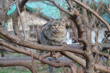 動物, 子猫, 自然, 木, 野生生物, リス, ウィルト, 哺乳動物, オオヤマネコ, ヤマネコ, 猫科の, ボブキャット, トカゲ, 毛皮, 捕食者, ブランチ, 茶色, 緑, かわいい, 鳥
