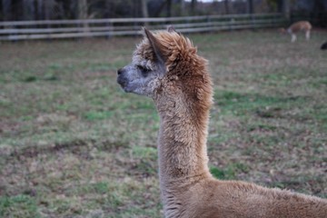 ラマ, アルパカ, 動物, ラマ僧, ファーム, 哺乳動物, 毛皮, ペルー, 白, かわいい, 自然, 羊毛, 動物, 頭, 茶色, 赤ちゃん, zoo, ポートレート, 野生生物, 草, ウィルト, ear, 若い, キャメル