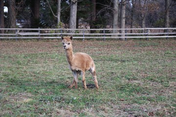 動物, カンガルー, 哺乳動物, 自然, 野生生物, ワラビー, シカ, オーストラリア, ウィルト, 有袋類, 毛皮, 子鹿, 草, かわいい, オーストラリア, 赤ちゃん, 赤, 若い, 動物, 雌鹿, ear, zoo, カンガルーの子, キツネ, 茶色