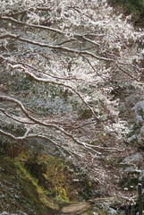 明るい日差しに輝く枝の雪