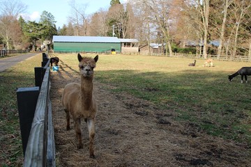 うま, 動物, ファーム, 草, 自然, 野原, 子馬, うま, 茶色, 牧草, 哺乳動物, 牧草地, 動物, 赤ちゃん, 雌馬, ルーラル, サマータイム, 緑, 馬の, 家庭の, ウィルト, 農学, 若い, ロバ, 25ポンド