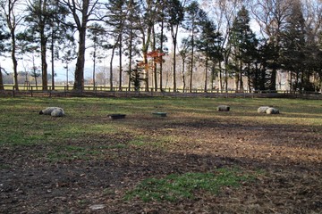 木, 風景, 草, 公園, 自然, 木, 緑, 空, とぶ, 野原, 森, 青, 牧草地, 庭, 木, 秋, 景色, いなか, サマータイム, 家, 国, ルーラル, 木, 芝