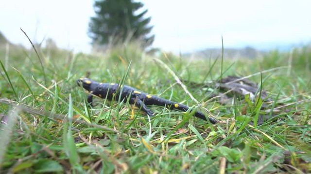 Pregnant European fire salamander lives in the wild. This is a black lizard with yellow spots. 4K