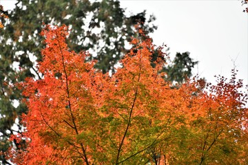紅葉
