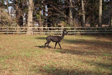 動物, シカ, キリン, 哺乳動物, 自然, 野生生物, ウィルト, うま, zoo, 白,...