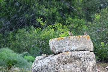 cyprus wild bird