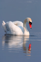 Fototapeta premium Single Mute swan bird on a water surface of the Biebrza river wetlands in Poland during a spring nesting period