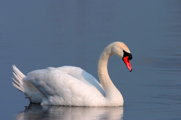 Single Mute swan bird on a water surface of the Biebrza river wetlands in Poland during a spring nesting period