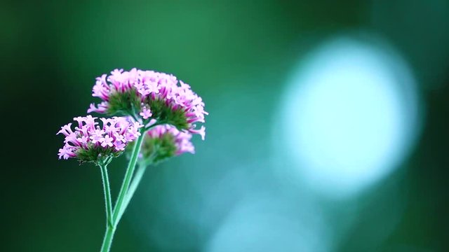 HD 1080p super slow beautiful collor pretty webena bonariensis