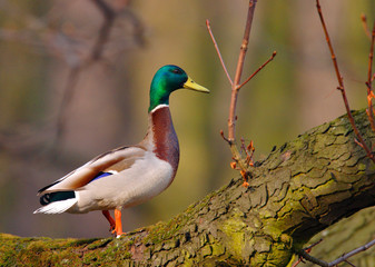 Single adult male Mallard Duck bird on a tree branch over the Biebrza river wetlands in Poland in early spring nesting period