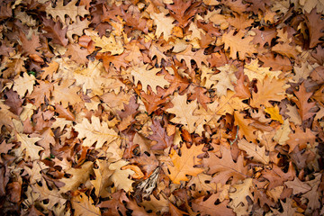 Fallen Red Oak Leaves. Yellow. Brown. Red.