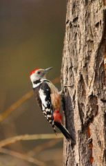 Single adult Great Spotted Woodpecker bird on a tree branch over the Biebrza river wetlands in Poland in early spring nesting period