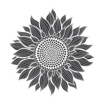 Sunflower.Sketch. Hand draw vector illustration, isolated floral element for design on white background. Silhouette.