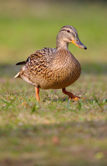 Single adult female Mallard Duck bird on a grassy wetlands of the Biebrza river in Poland in early spring nesting period