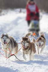 Sledding with husky dogs in a russian winter forest