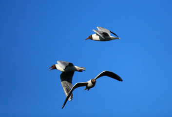 Flock of adult Laughing Gull birds in flight over the Biebrza river wetlands in Poland in early spring nesting period