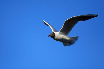 Single adult Laughing Gull bird in flight over the Biebrza river wetlands in Poland in early spring nesting period
