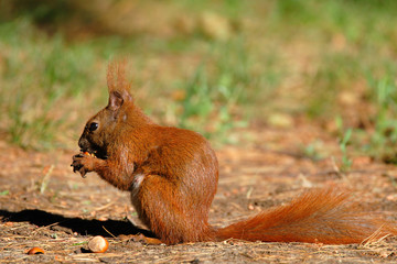 Single Red Squirrel on a ground of the Biebrza river wetlands in Poland during a spring period