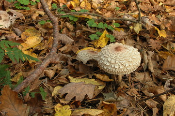 Wyzyna lubelska © M. G. Koperkiewicz