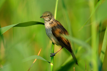 Single adult Eurasian Reed Warbler bird on a reed stem in the Biebrza river wetlands in Poland in early spring nesting period