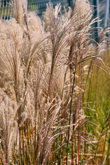 Fototapeta premium Miscanthus sinensis Malepartus