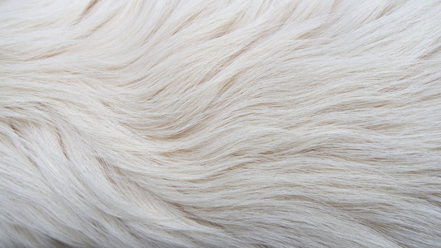 DOG AKBAS pedigree ANATOLIAN