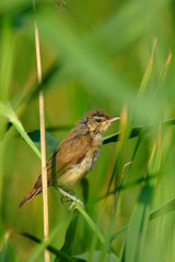Single adult Eurasian Reed Warbler bird on a reed stem in the Biebrza river wetlands in Poland in early spring nesting period