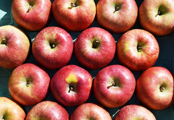 きれいに並べられたりんご ジョナゴールド