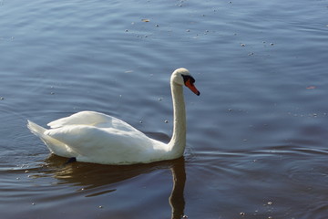 swan on lake