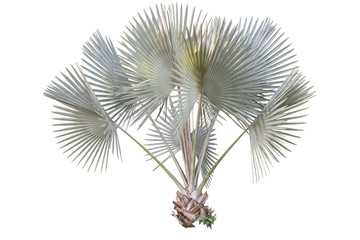Bismarckia nobilis Silver palm isolate white background.