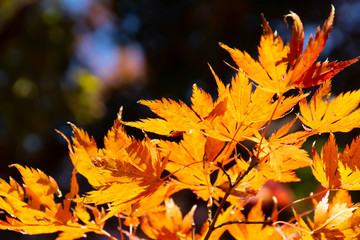 色鮮やかに紅葉したモミジの葉