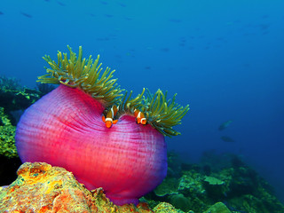 The beauty of underwater world in Sabah, Borneo.