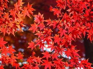 紅葉のモミジ