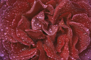 Gentle satin petals of a pink rose covered with drops of dew, closeup