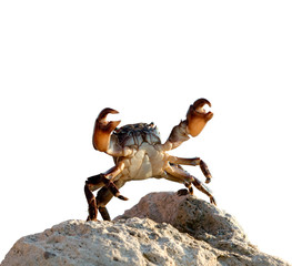 crab on white background