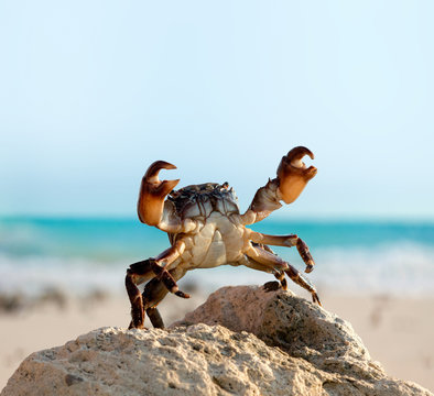 crab on wild nature