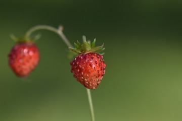 Two ripe strawberries on a thin green stalk on a green background