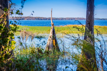 A Bald Cypress along the shore of Lake Louisa Lake in Florida