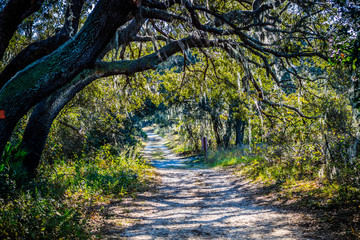 A forest trail with the sun shining through the foliage of the park in Orlando, Florida