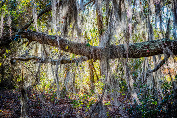 A very old tree with long branches attach to it in Orlando, Florida