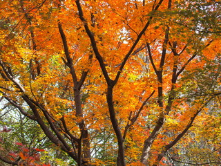 黄葉のモミジ