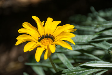 yellow flower and grey leaves