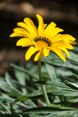 yellow flower and grey leaves