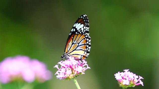 HD 1080p super slow Thai butterfly in pasture flowers Insect outdoor nature