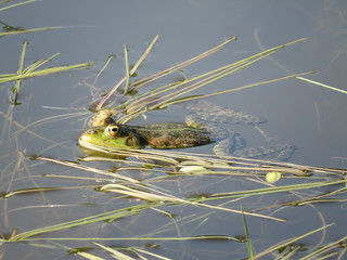Green frog partially submerged in water, on the background of algae