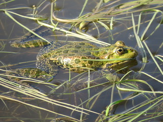 Green frog partially submerged in water, on the background of algae
