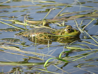 Green frog partially submerged in water, on the background of algae